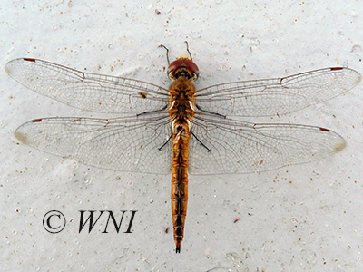 Wandering Glider (Pantala flavescens)